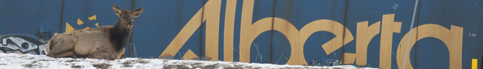 JEAN-SÉBASTIEN MASSICOTTE random header image