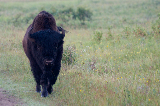 À proximité du lac Audy, au parc national du Mont-Riding, un enclos renferme une quarantaine de bisons qui peuvent être approchés en voiture.