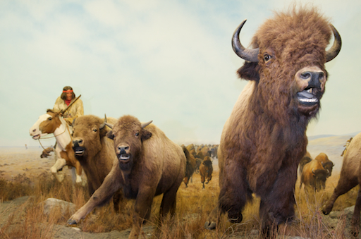 La chasse aux bisons, telle que présentée au Musée du Manitoba.